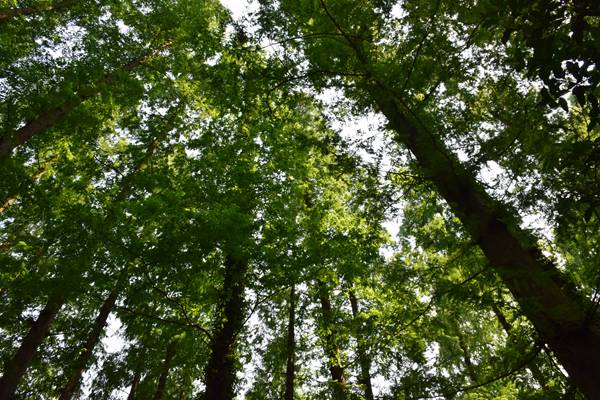 廣州市珠海、天河區全力推進(jìn)秋冬季大氣污染防治攻堅工作