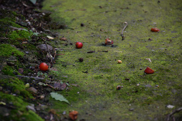 創(chuàng  )新土壤污染管控模式，廣州為企業(yè)綠色發(fā)展“保駕護航” 