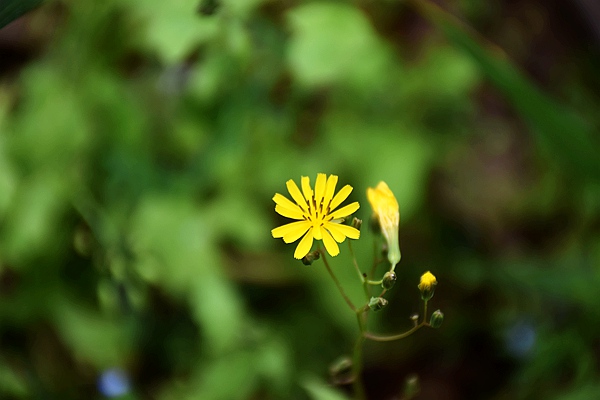 IIGF觀(guān)點(diǎn)|范欣宇、龐心睿：溫室氣體減排交易中心發(fā)展經(jīng)驗——區域及創(chuàng  )新篇 